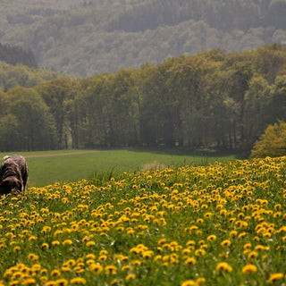 Au rythme des saisons : comment choisir le bon parfum ? - exaltante