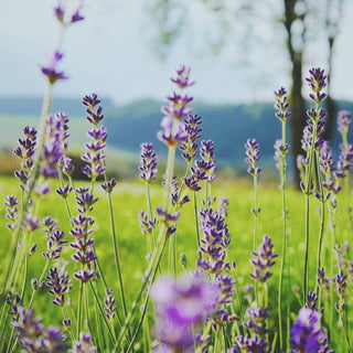 Comment choisir le parfum de sa bougie en 2024 ? - exaltante