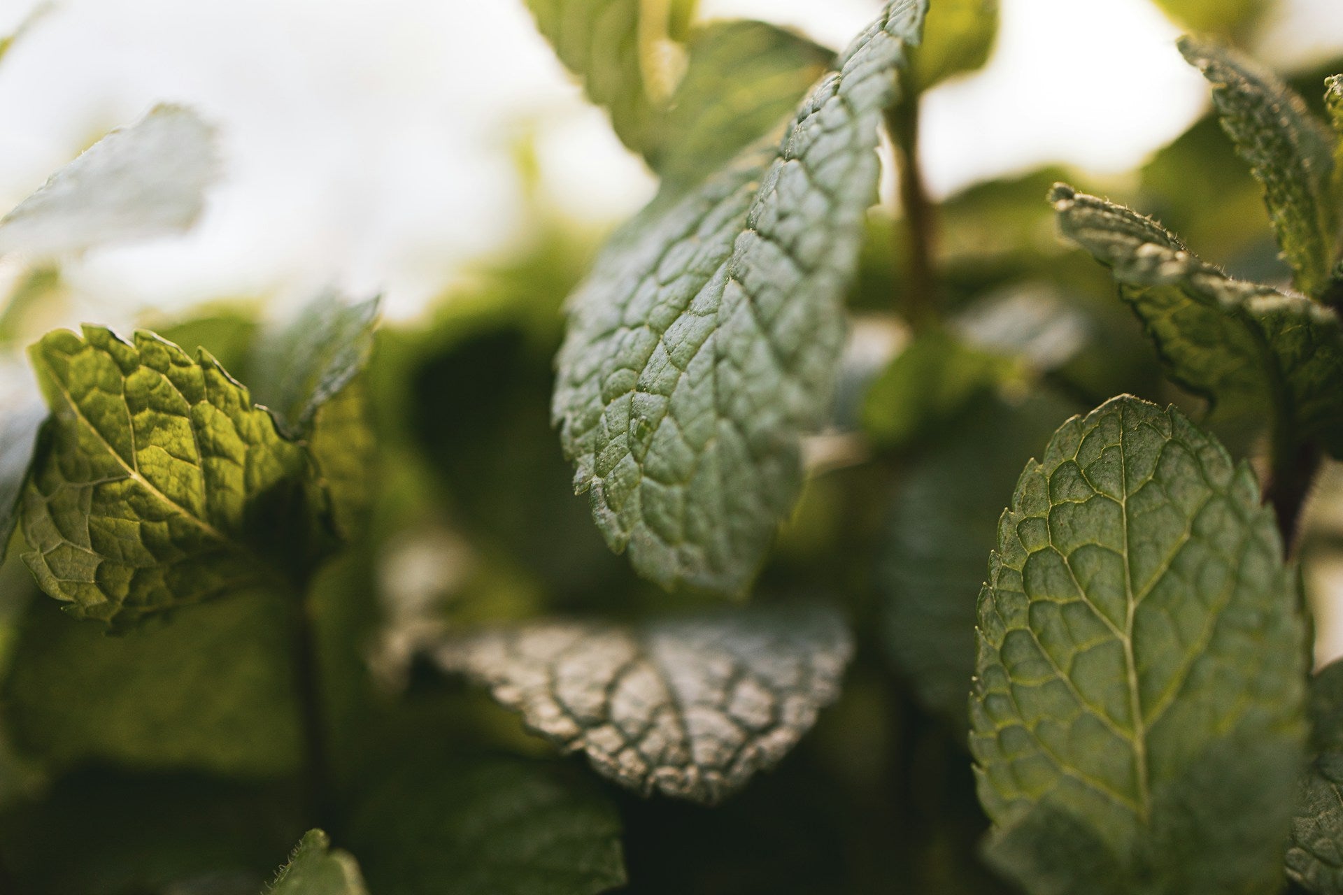 exaltante parfum feuille de menthe