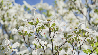 exaltante parfum fleur blanche